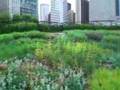 Lurie Gardens