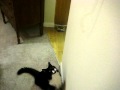 My cat, ANDY and his FAVORITE string!