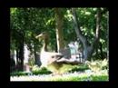 Passing Objects - Duck Passing Objects - Duck