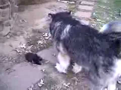 malamute