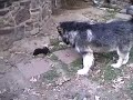 Toy Poodle vs. Malamute Toy Poodle vs. Malamute