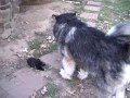 Toy Poodle vs. Malamute