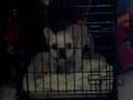 Bulldog Francés video