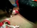 Santa's Present for my Dogs Pa Icon
