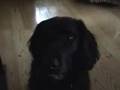 videos de clover and fruit salad