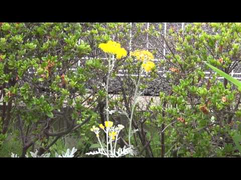 how to transplant dusty miller