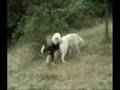 videos de Olea 2008