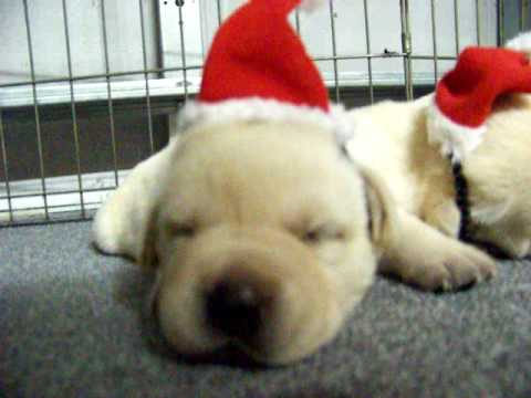 Christmas Labrador Puppies