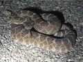 Road Cruising for Snakes!