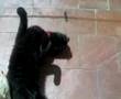 videos de cari2