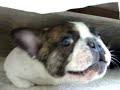 Frenchie & Boston: Under the Bed with Dobby & Cookie
