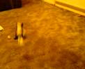 Our new kitten playing around! =D Our new kitten playing around! =D