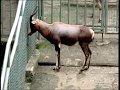 videos de Anuncio Audi Allroad Zoo.mpg