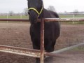 Aron Wild Horse