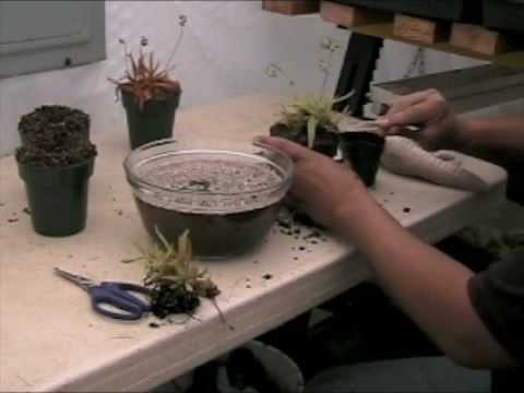 how to replant pitcher plant