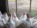 videos de CapeCast for Nov. 19: Gobbledygook at a local turkey farm!