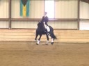 FPS Approved Friesian Stallion Lolke 371