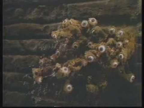 Labyrinth Movie Trailer