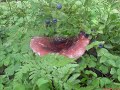 dziwni-letnicy-k-i-gaczyski.html