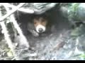 jack-russel-going-through-hole-and-out-other-side.html
