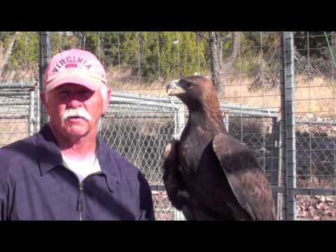 golden eagle