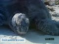 Sea Turtles and Their Hatchlings (Britannica.com)