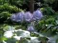 Strange Garden