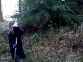 The Yew tree by Victoria.