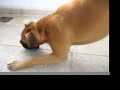 Oscar Boxer at play