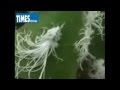 Strange Phenomena of All Kinds - Thus Far in 2011 - Sep. 24, 2011