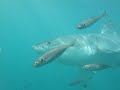 Great White Shark Cage Diving Gansbaai South Africa