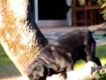 videos de Lula Buscando la pelota