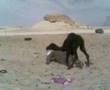 مصارعة حرة
