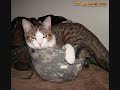 Funny Cats Pt. 2 Funny Cats Pt. 2