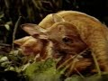 Chatran and the Deer Chatran and the Deer