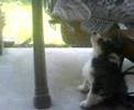 My 9 week old siberian husky/malamute mix