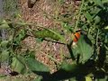 Hawkmoth Caterpillar Fights off Pesky Fly