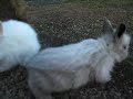 Claire's Litter ~ 3 Weeks Old ~ Baby Lionhead Bunnies