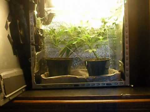 how to grow in a pc grow box