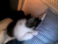 Sleepy Kitten - Head Too Heavy!