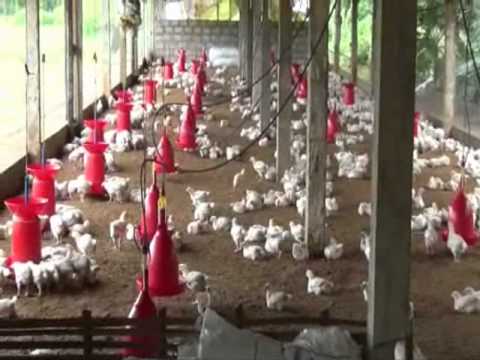 how to poultry farming india