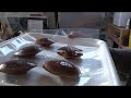Talking Antarctic scallops.wmv