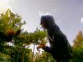 videos de Video divertenti - Attacco del mostro
