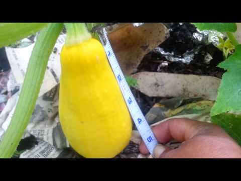 how to harvest squash