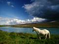 مجموعة صور للخيول - horses pics collection