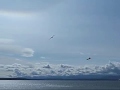 RC Airplace Chased by Eagle