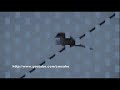 UFO Flying humanoid over Tlalnepantla, Mexico City, Dec 27th 2008 Video Response
