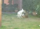 Bull terrier vs. Obejero 03
