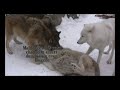 Dominance Interactions between the ambassador wolves at the International Wolf Center