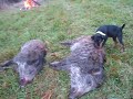 Jagdterrier Senta mit Wildschwein